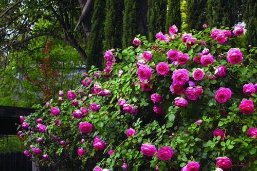 Rose 'Pretty In Pink Eden'