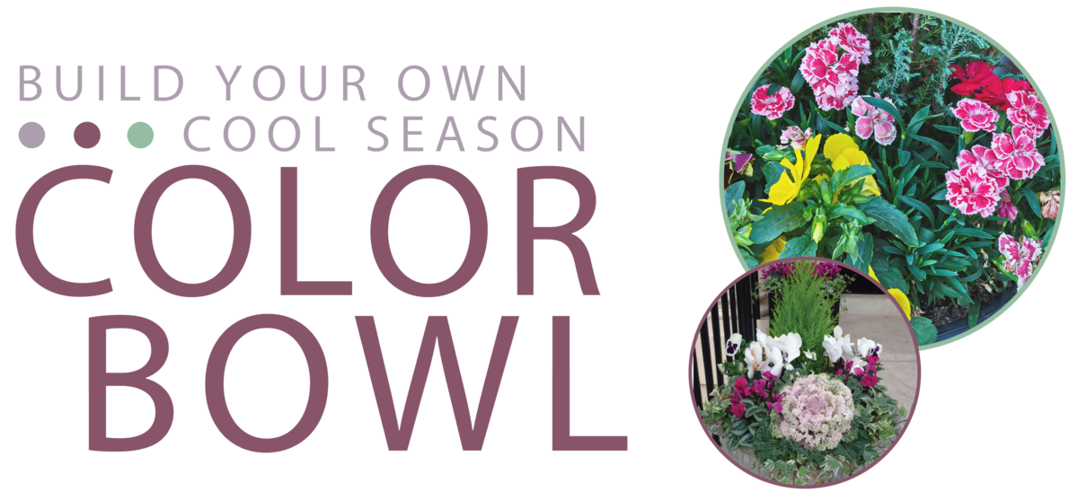 Build Your Own Cool Season Color Bowl