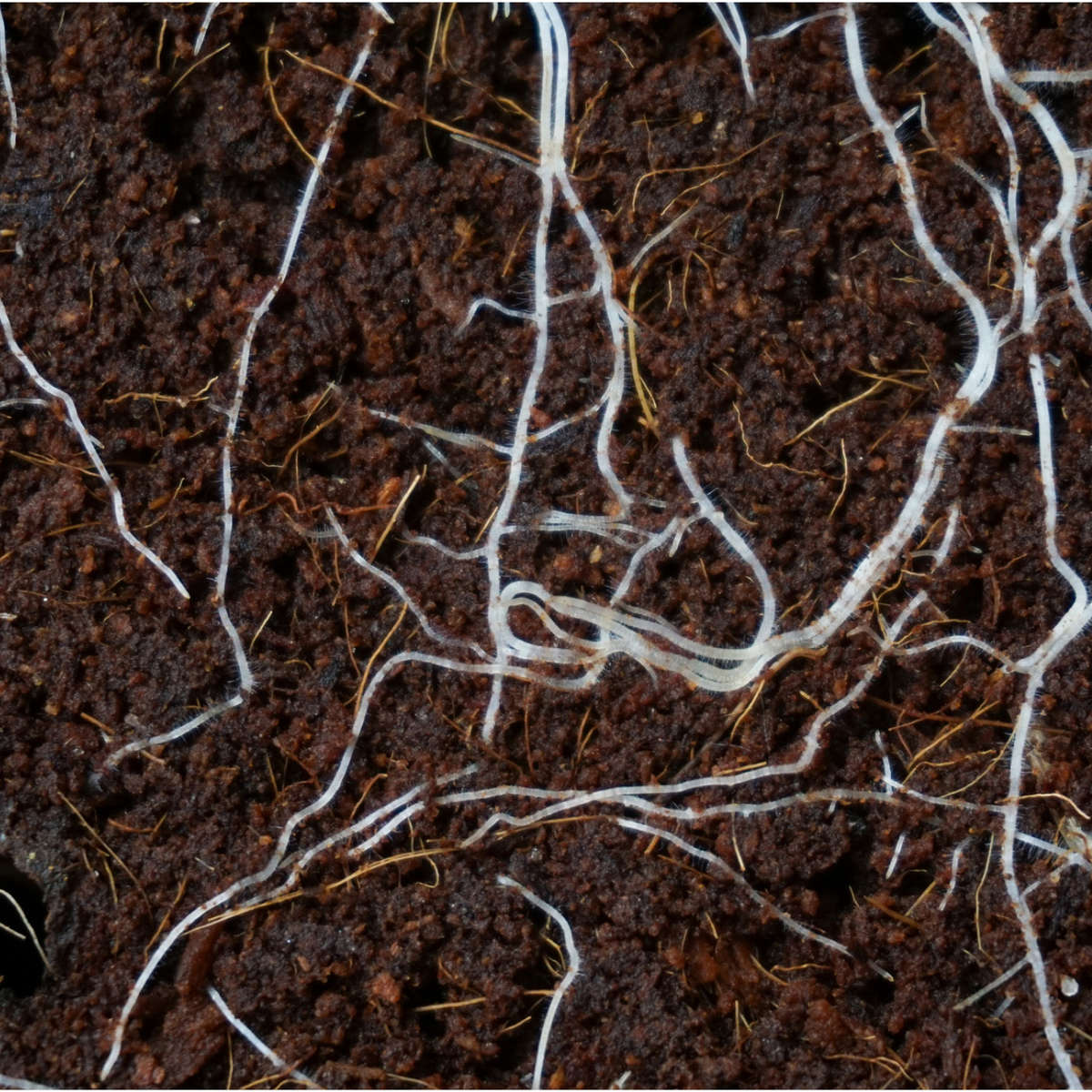 Healthy roots in rich, dark soil
