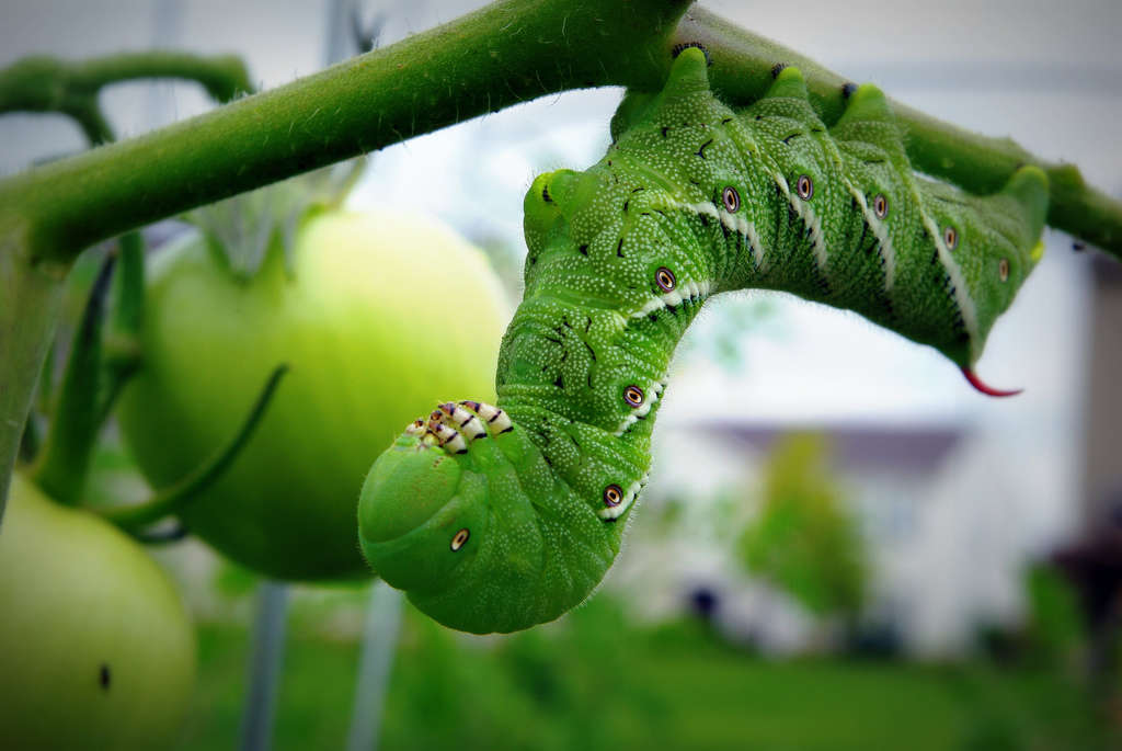 Tomato horn worm