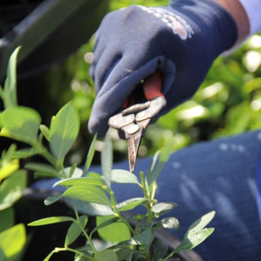 Pruning blueberries