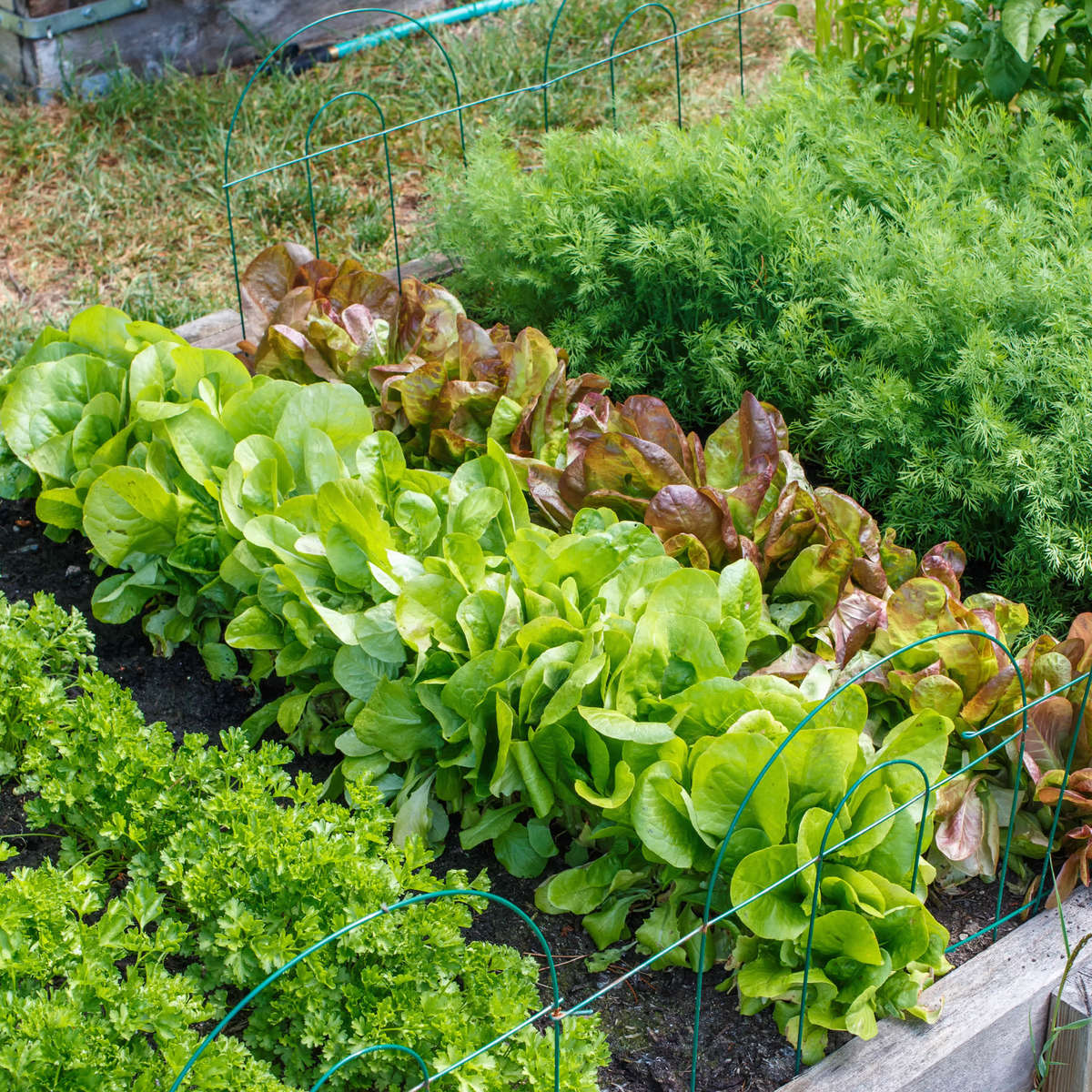 Fall Vegetable Garden 