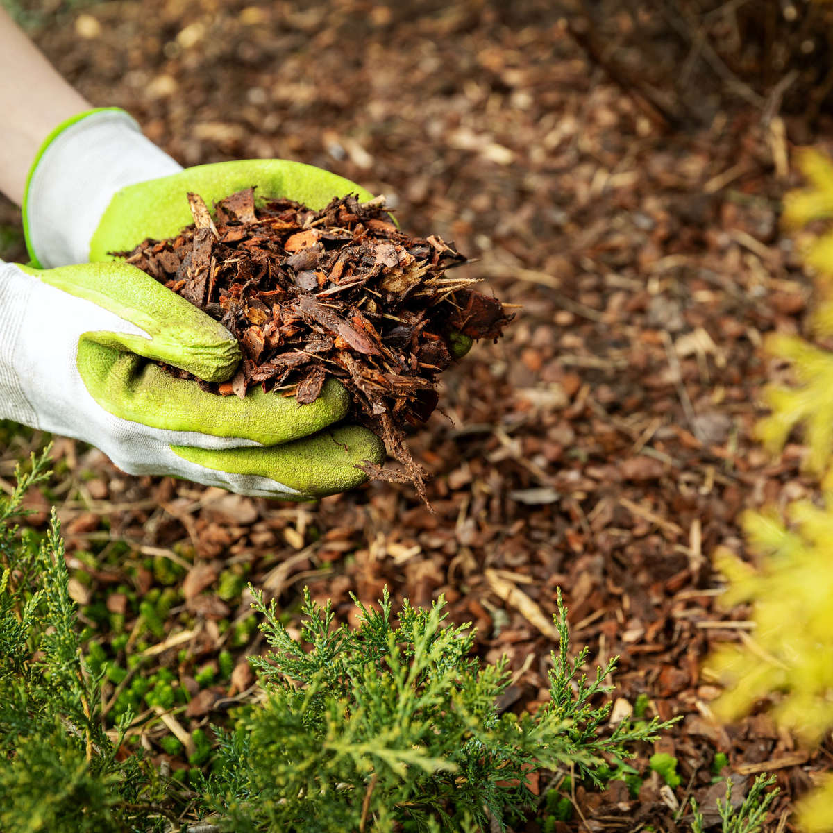 Mulch