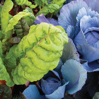 Cool-season veggie garden with Swiss chard and cabbage