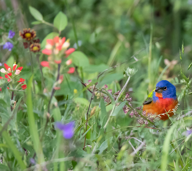 Painted Bunting Sitting on Plants