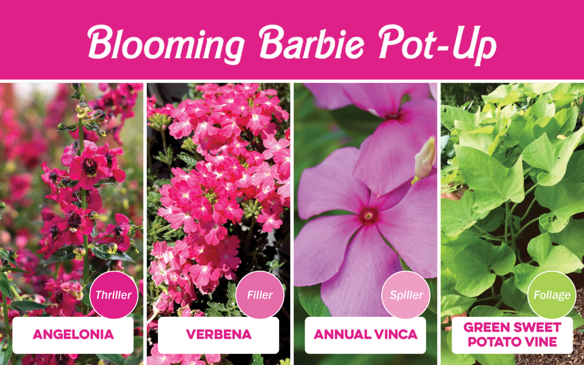 Blooming Barbie Pot-Up: Angelonia, Verbena, Annual Vinca, Green Sweet Potato Vine
