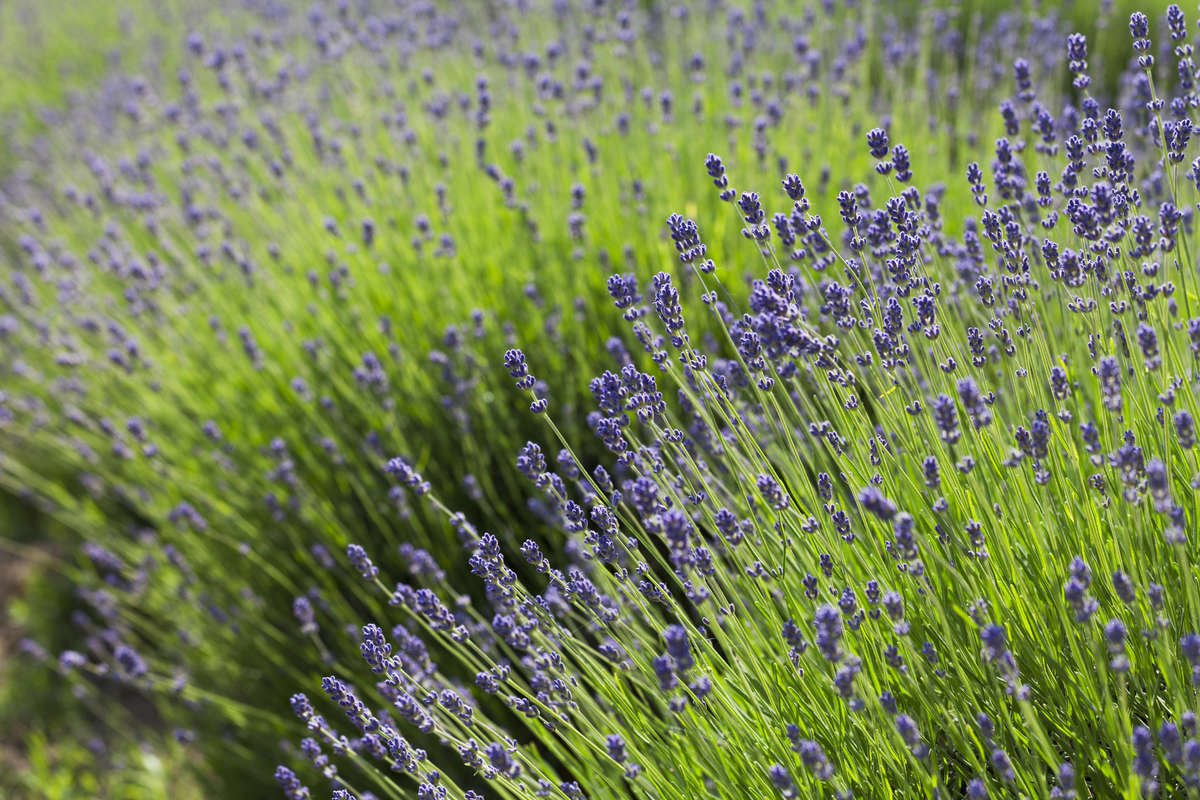 Large bush of English Lavender 