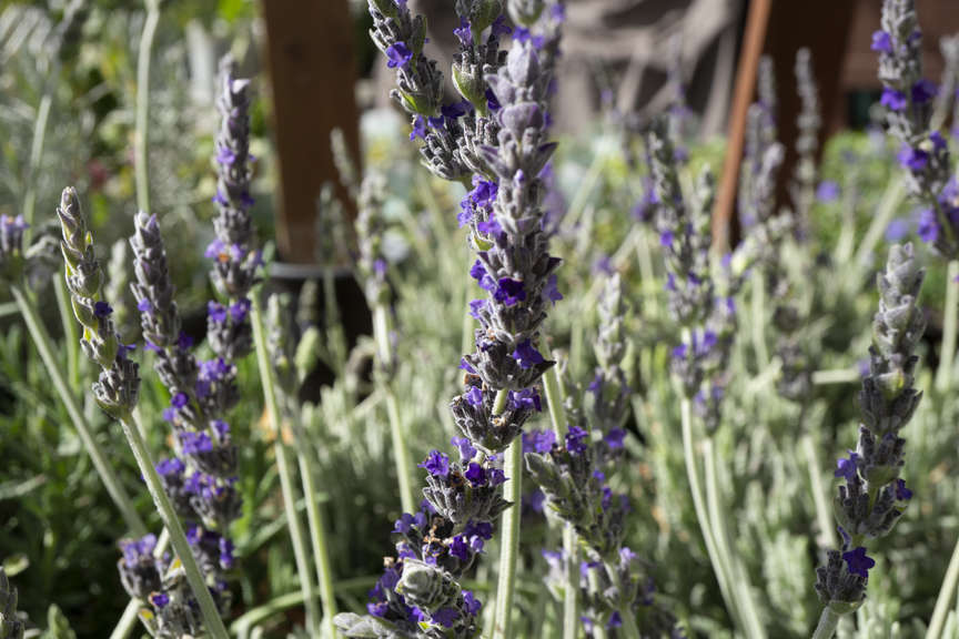 Lavender Goodwin Creek