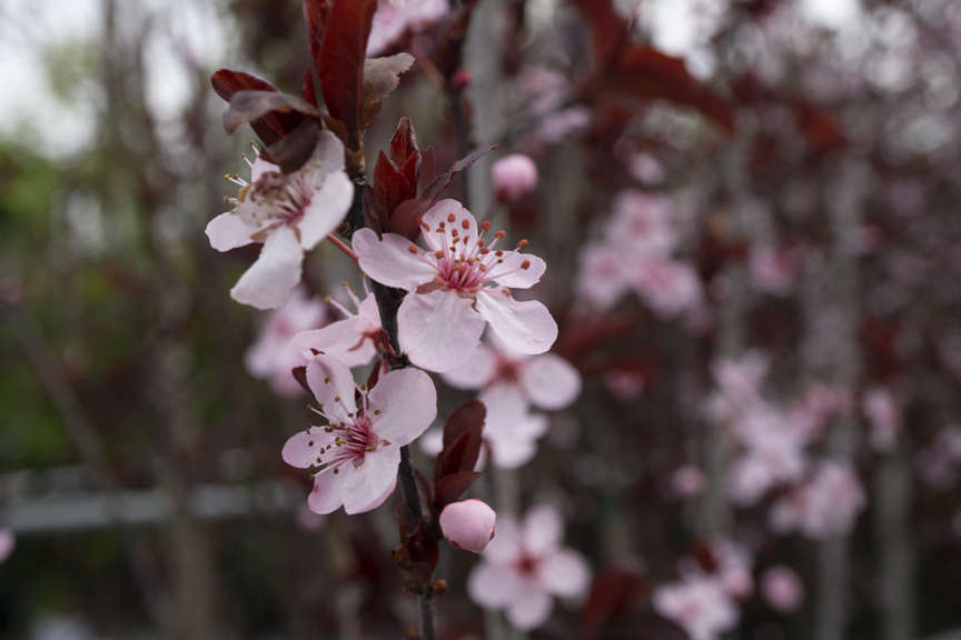 Close up of Flowering Plum Purple Pony flowers