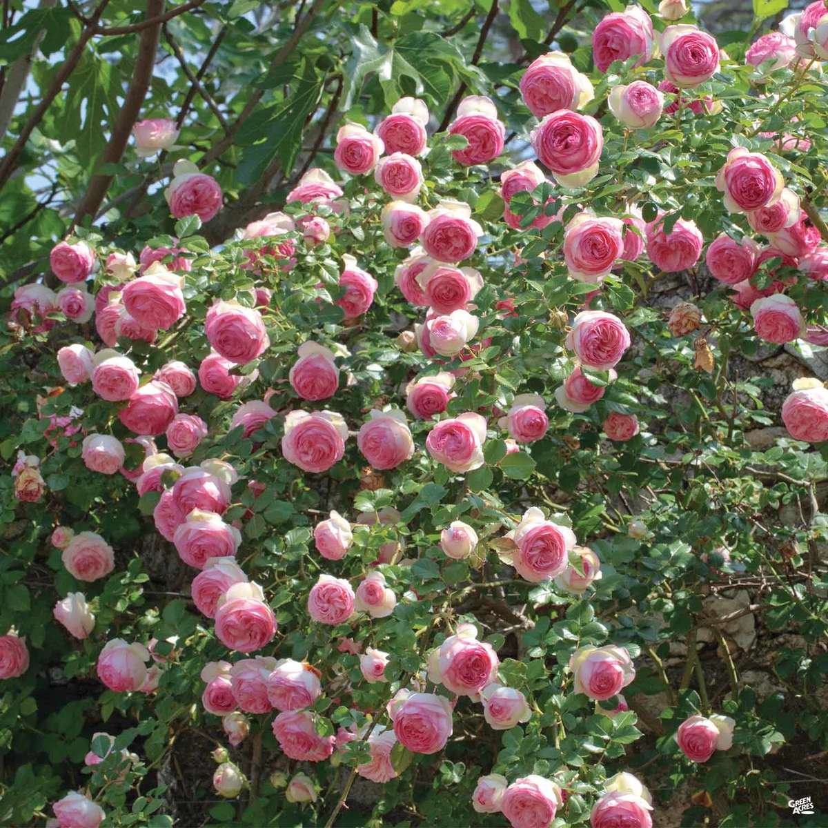 Rose Varieties 2024 — Green Acres Nursery & Supply