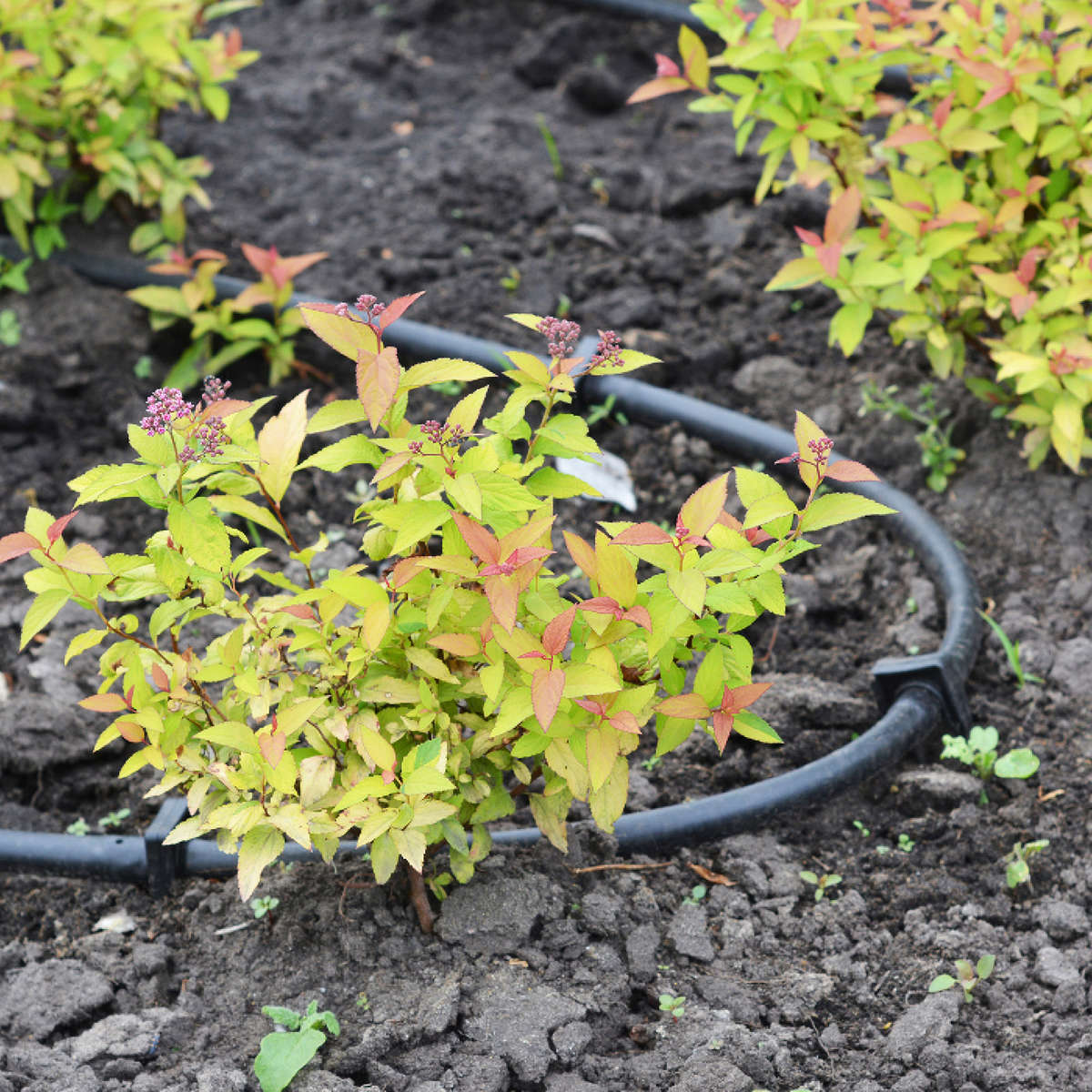 Drip irrigation