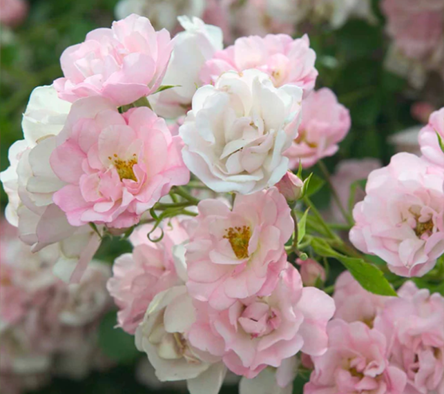 Flower Carpet® Appleblossom Rose with light pink and white blooms