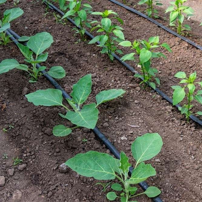 Eggplant and pepper plants in garden