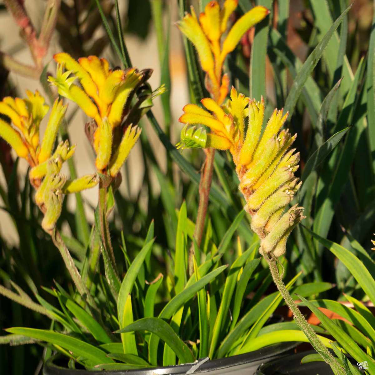 Kangaroo Paw