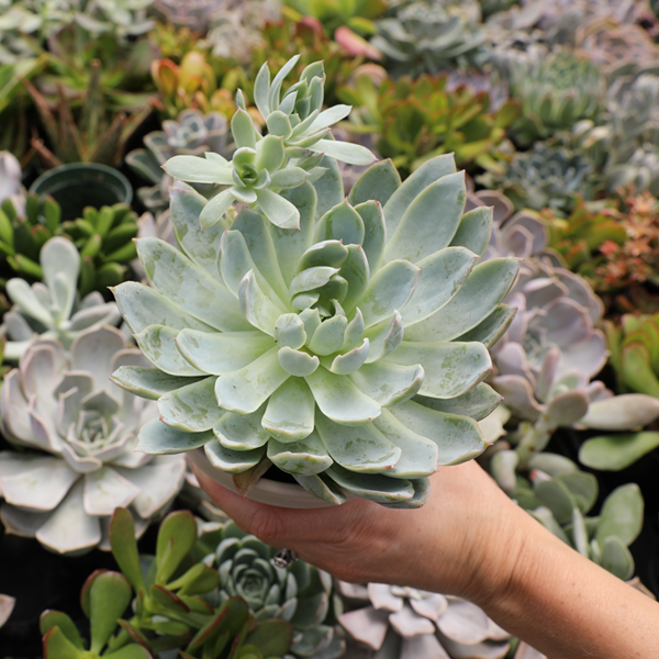 Large succulent being held