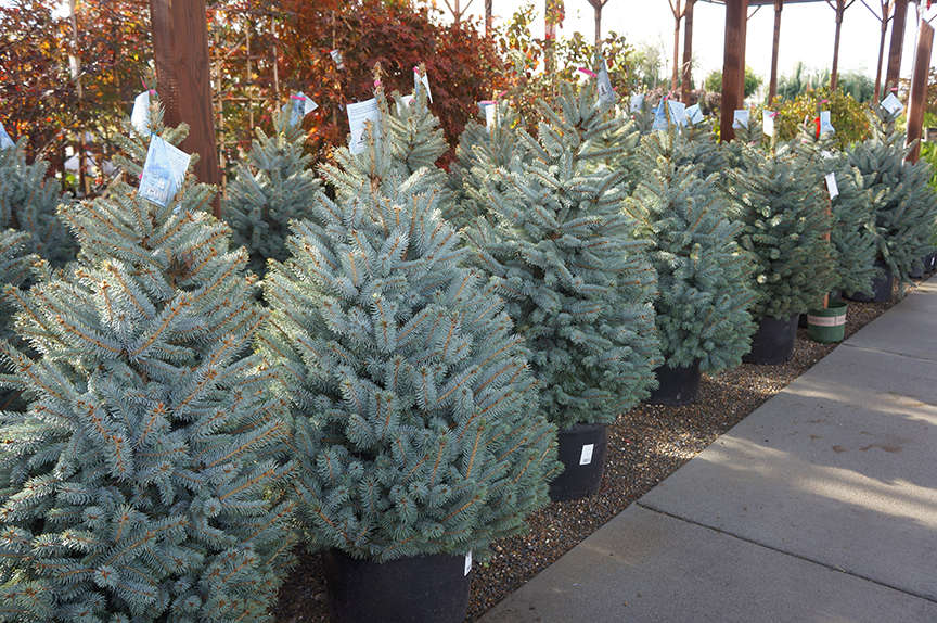 Blue Spruce Baby Blue in nursery