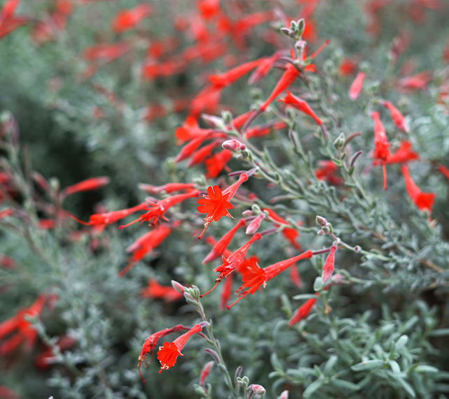 Fiery red blooms on a California Fuchsia 