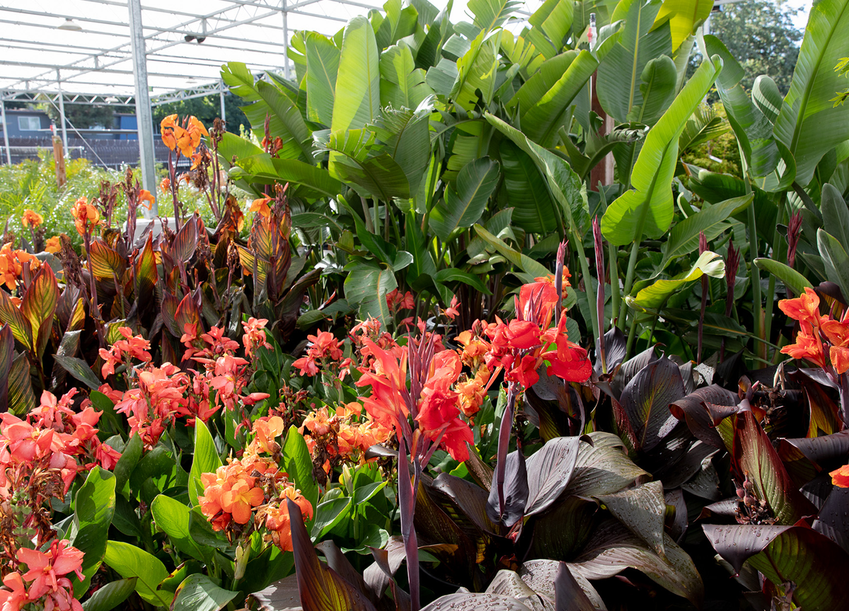 Cannas and other tropical plants