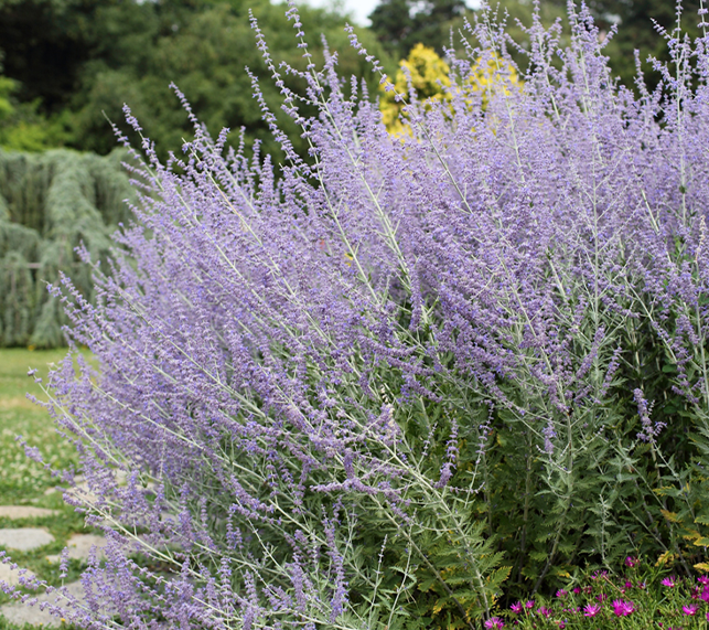 Russian Sage