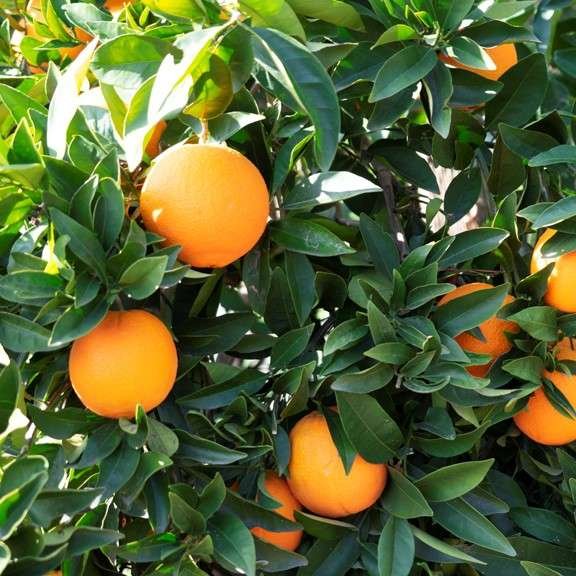 Orange Tree Cara Cara