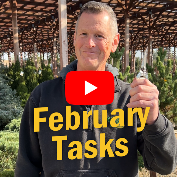 February Tasks