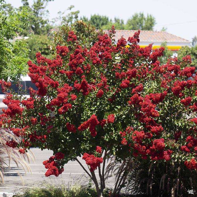 Crape Myrtle Dynamite Multi-trunk