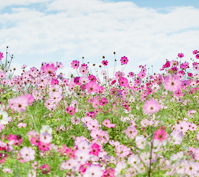 Field of Pink Cosmos 