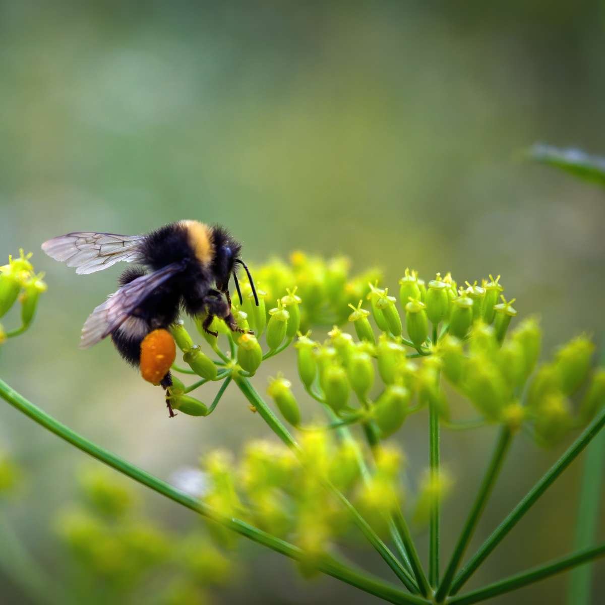 Bee on Dill Flower