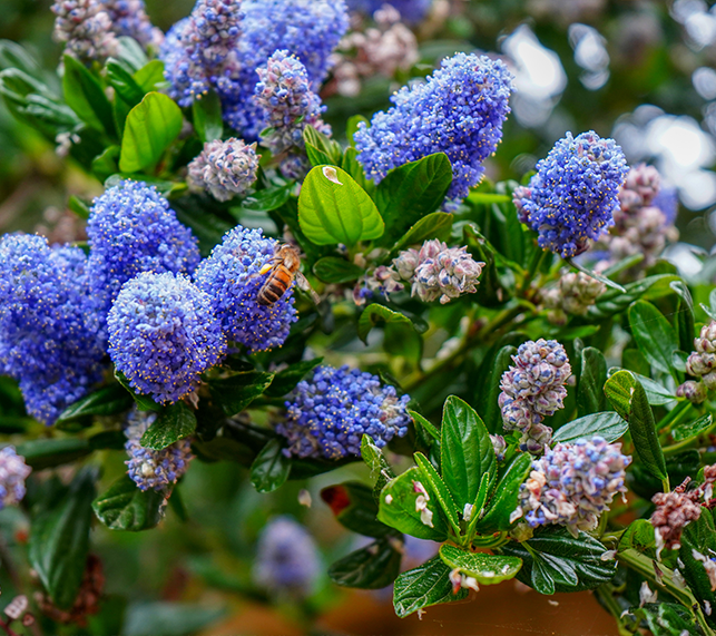 A bee on a wild California lilac