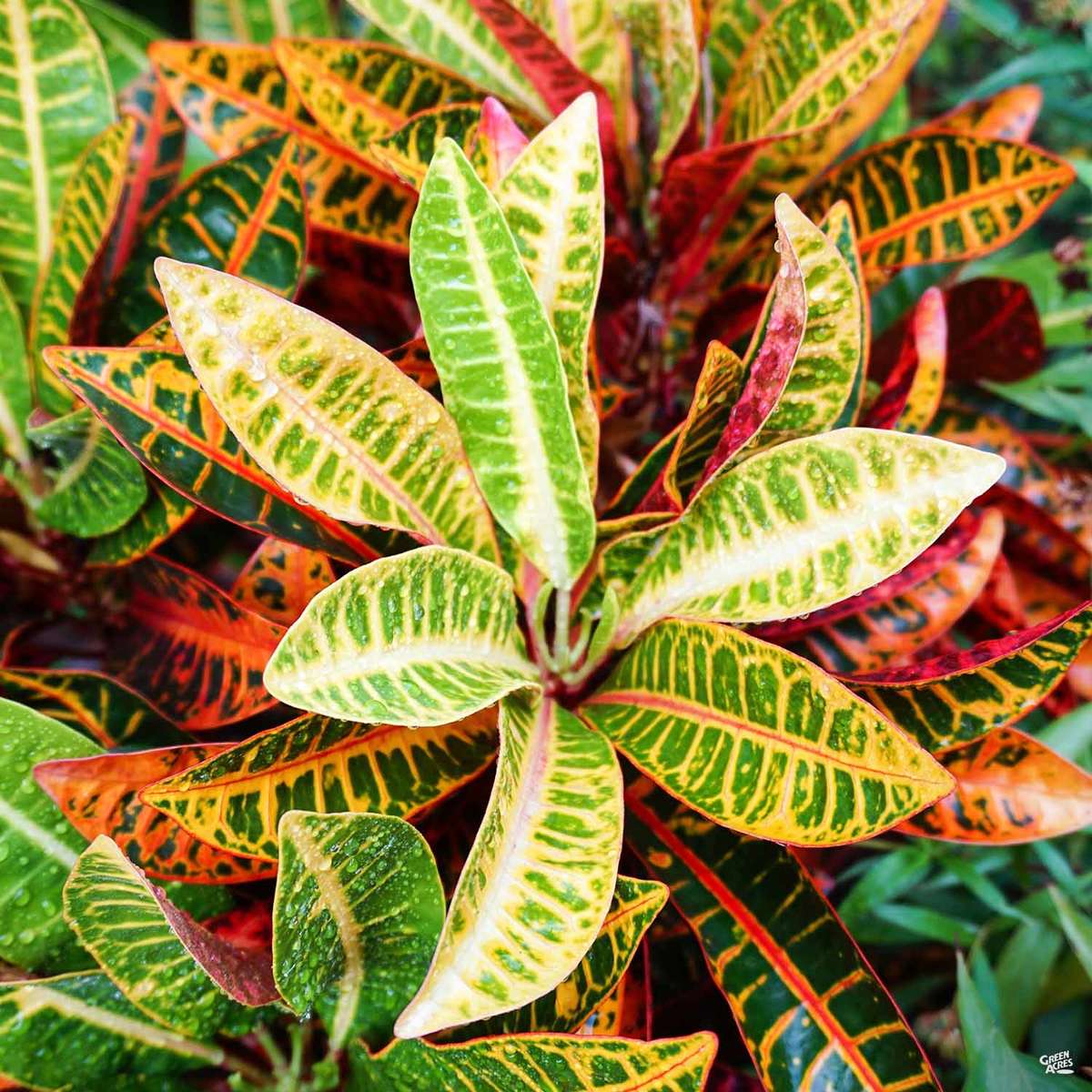 Houseplant Croton