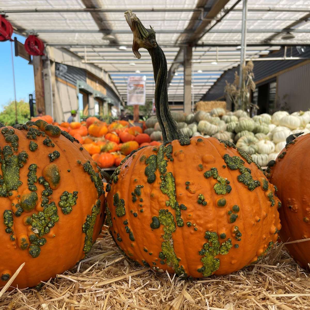 Warty Goblin Pumpkins