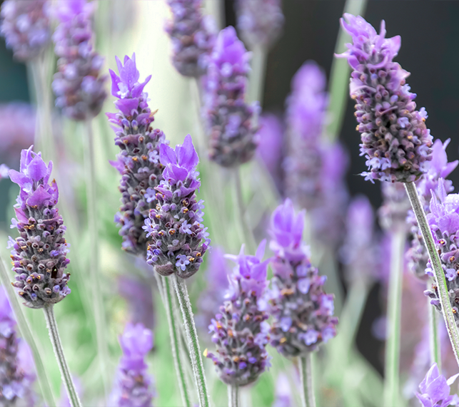 French Lavender with light purple blooms