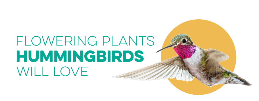 Flowering Plants Hummingbirds Will Love