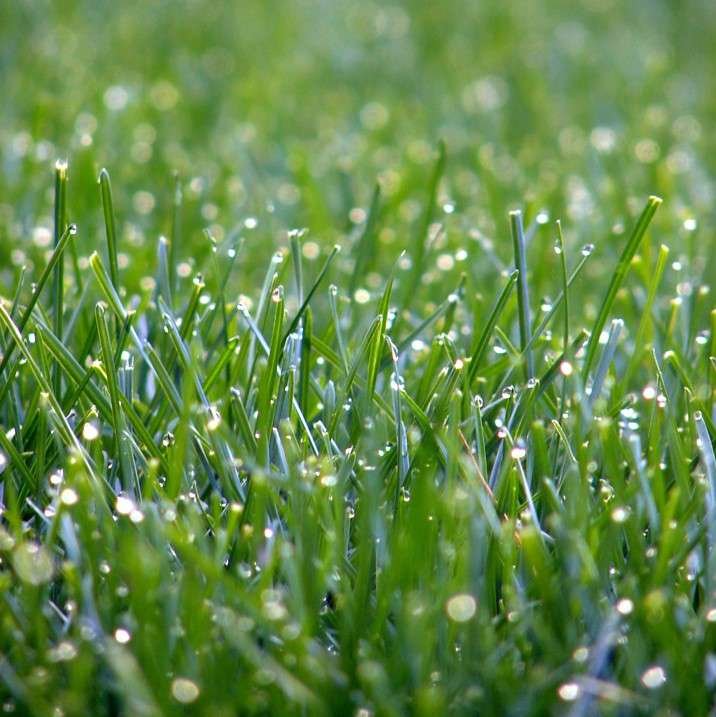Dew on lush green lawn