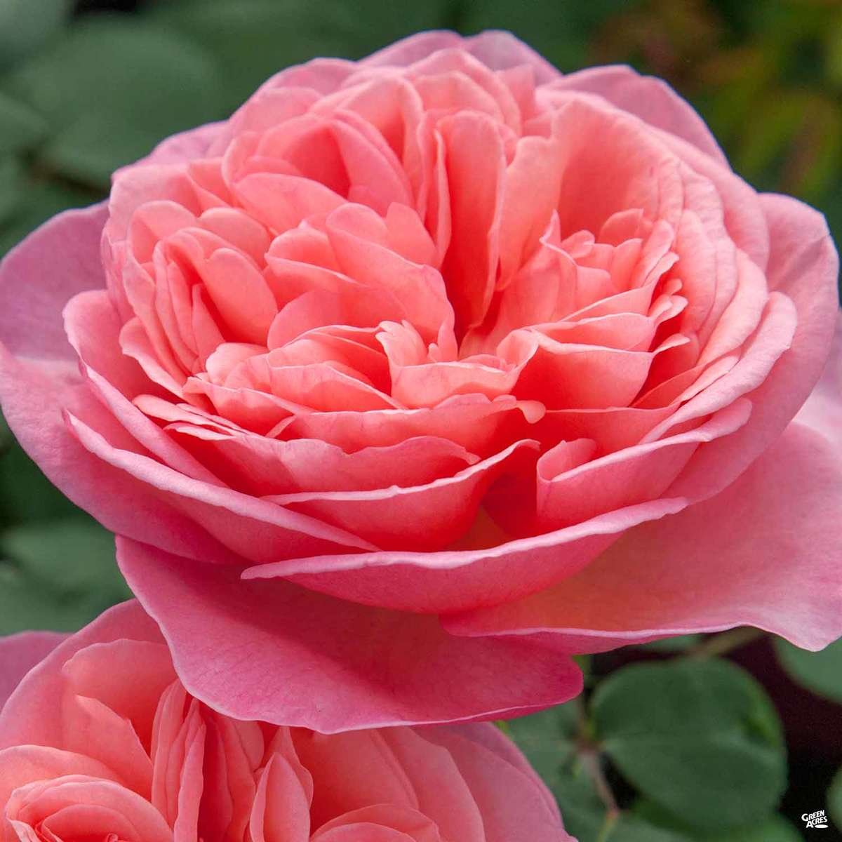 Hybrid Tea Rose 'Sweet Mademoiselle'