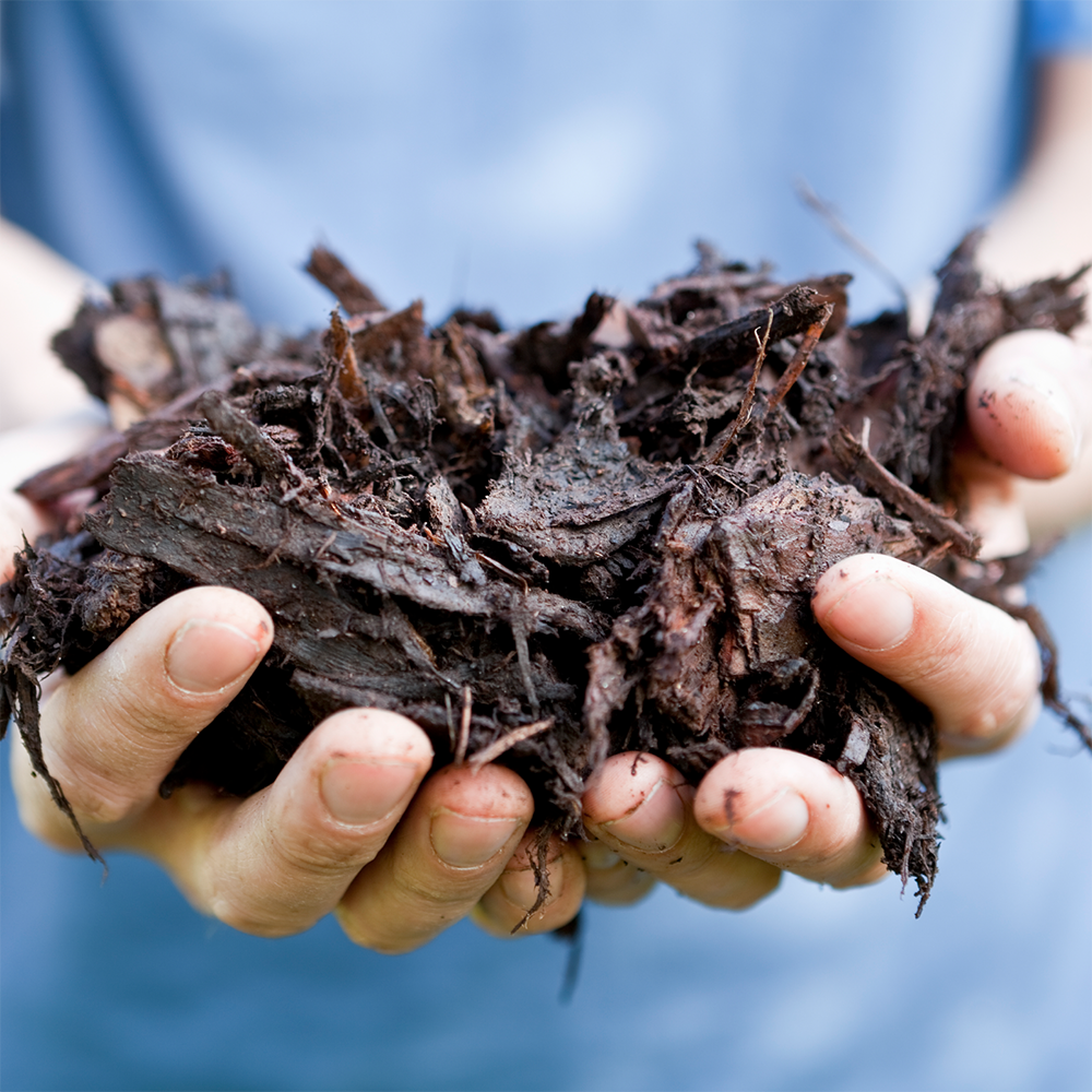 Hands holding mulch