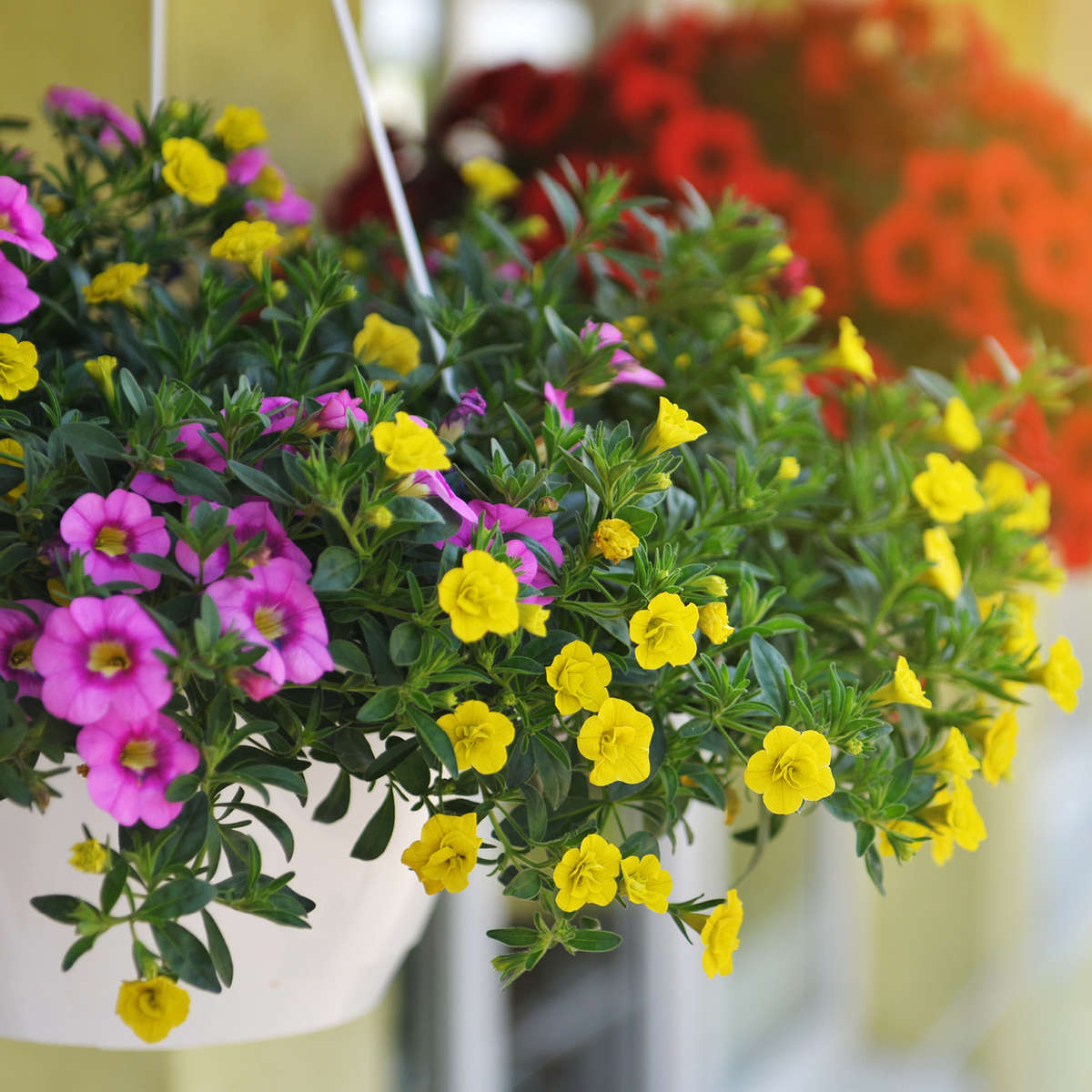 Hanging baskets