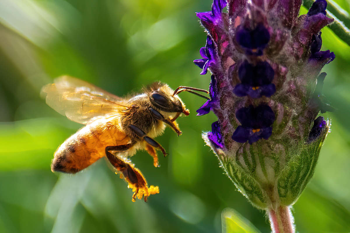 Butterfly Bush Bloom with Butterflies and Bee Butterfly Bush Bloom with Butterflies and Bee