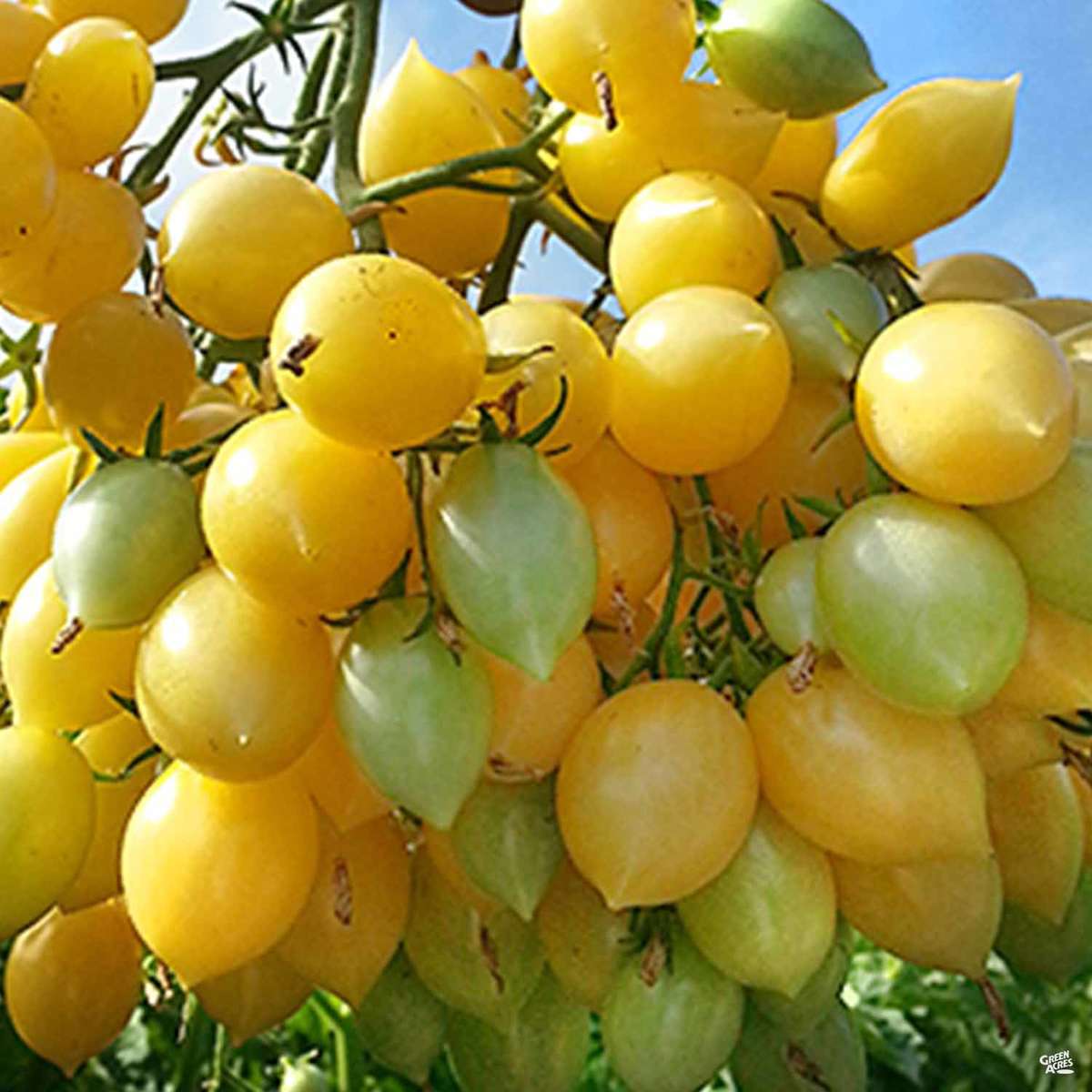 Wild Boar Farm Tomato Barry's Crazy Cherry
