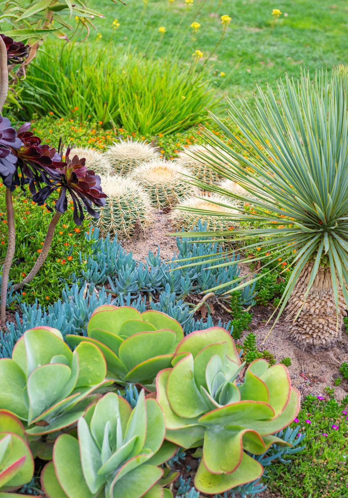 Succulents in a Landscape