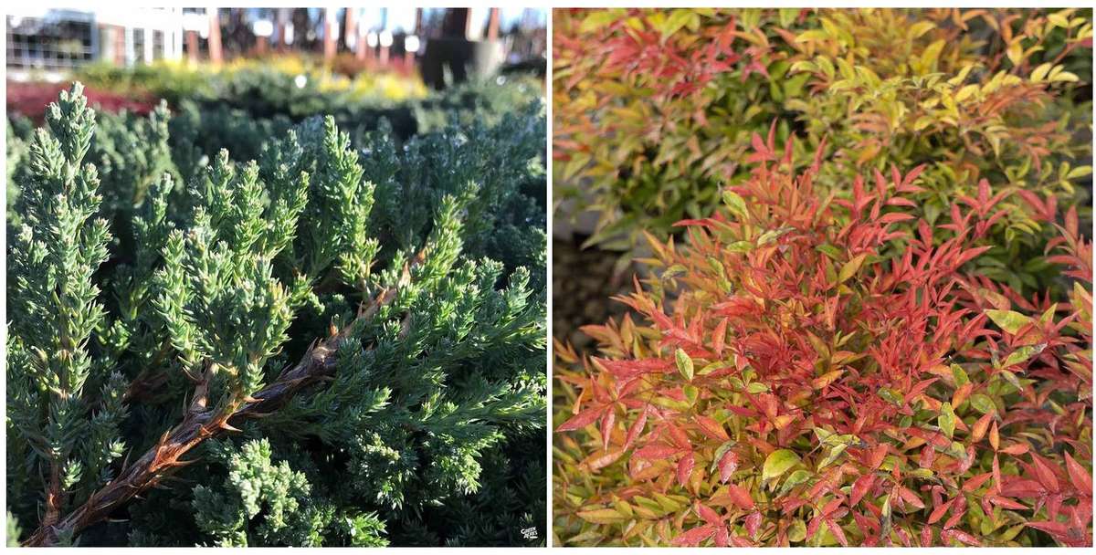 Juniper Green Mound and Heavenly Bamboo