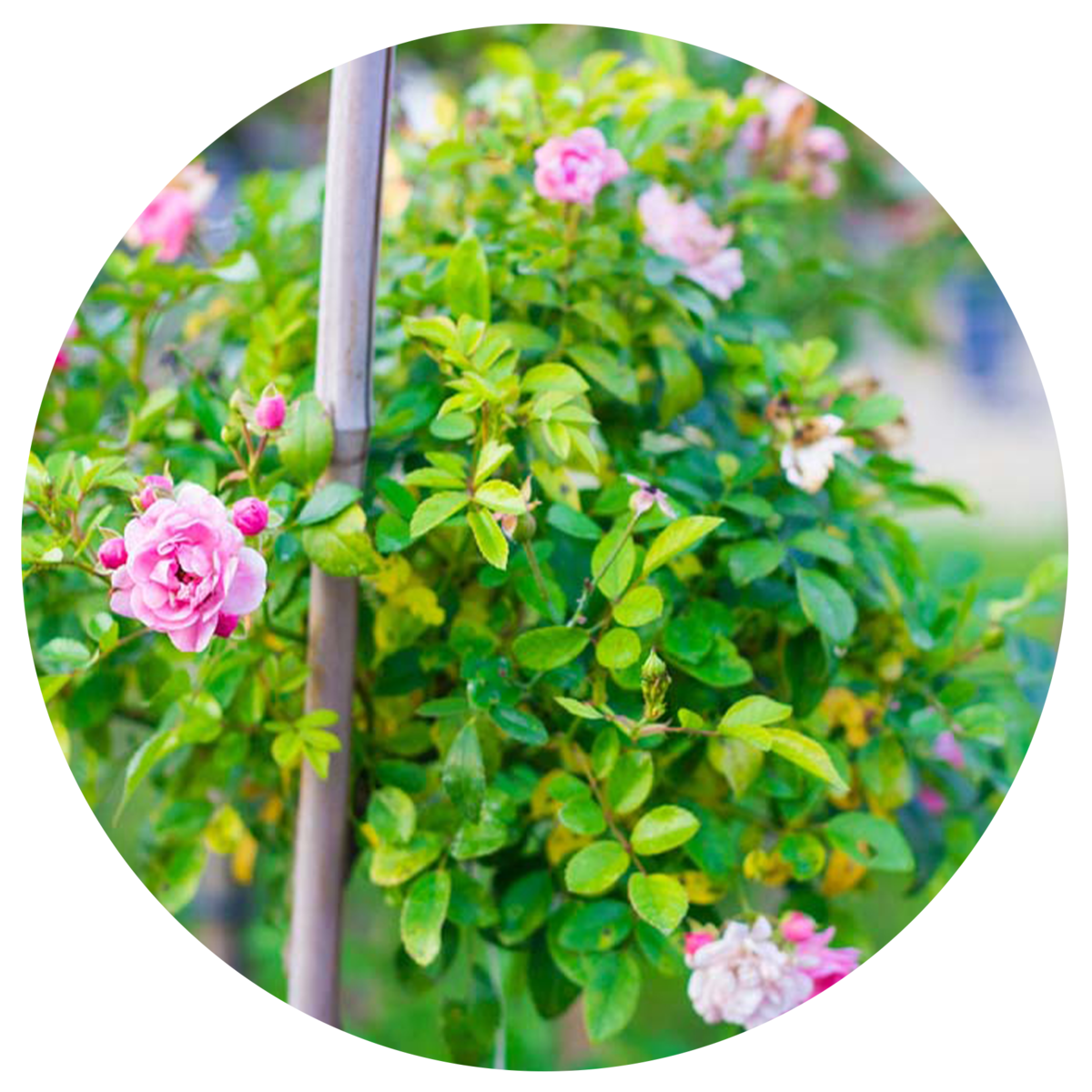 Rose Patio Tree