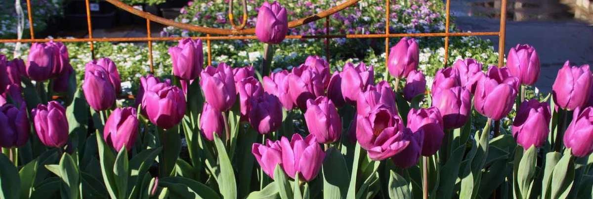 Purple Tulips in Spring