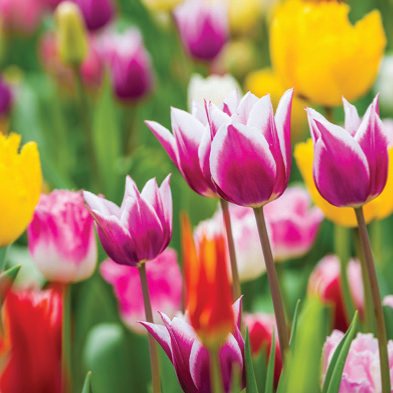 Colorful spring bulbs