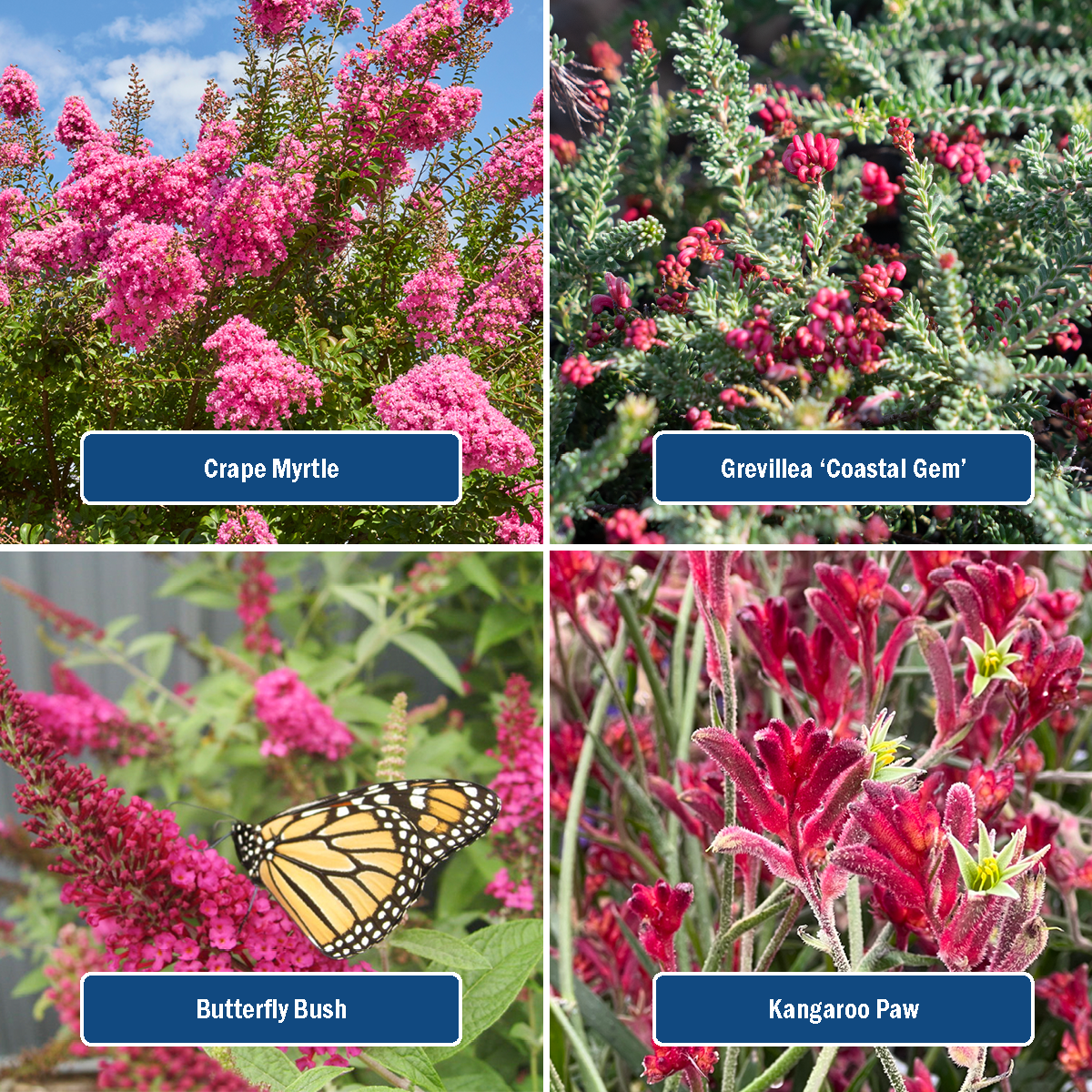 Plant list includes: Crape Myrtle, Grevillea Costal Gem, Butterfly Bush, Kangaroo Paw 