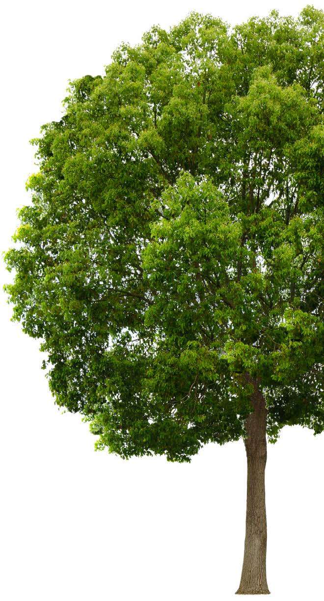 large tree large tree