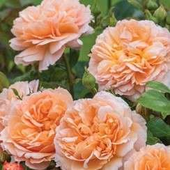 David Austin English Rose 'The Lady Gardener'