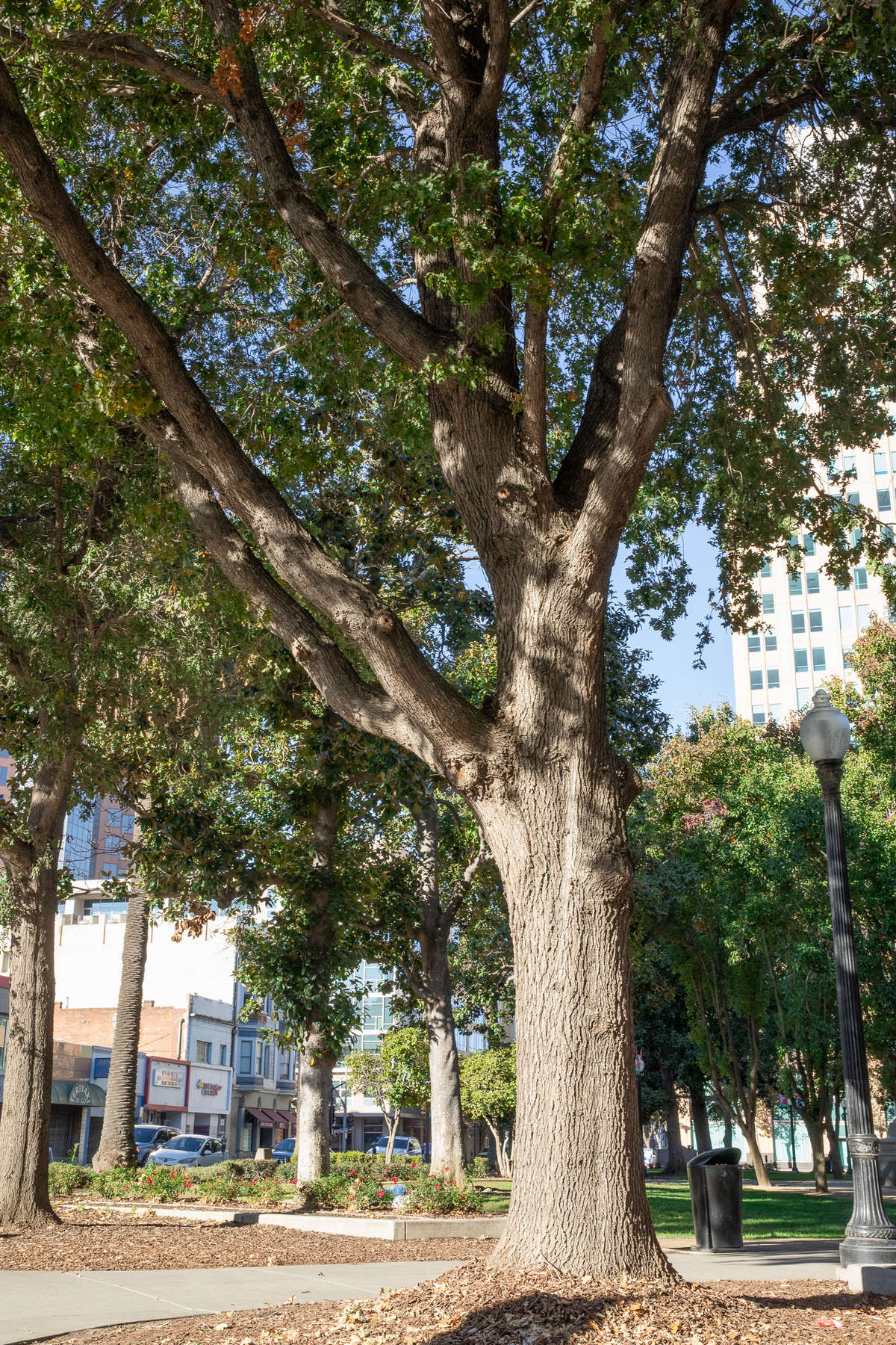 A picture of Sacramento's One-Million Planted Tree