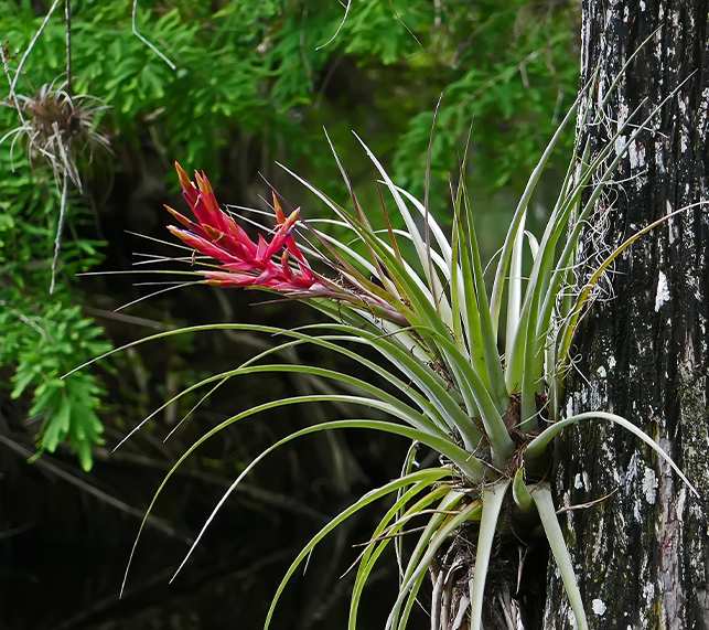 Air plant growing on a tree