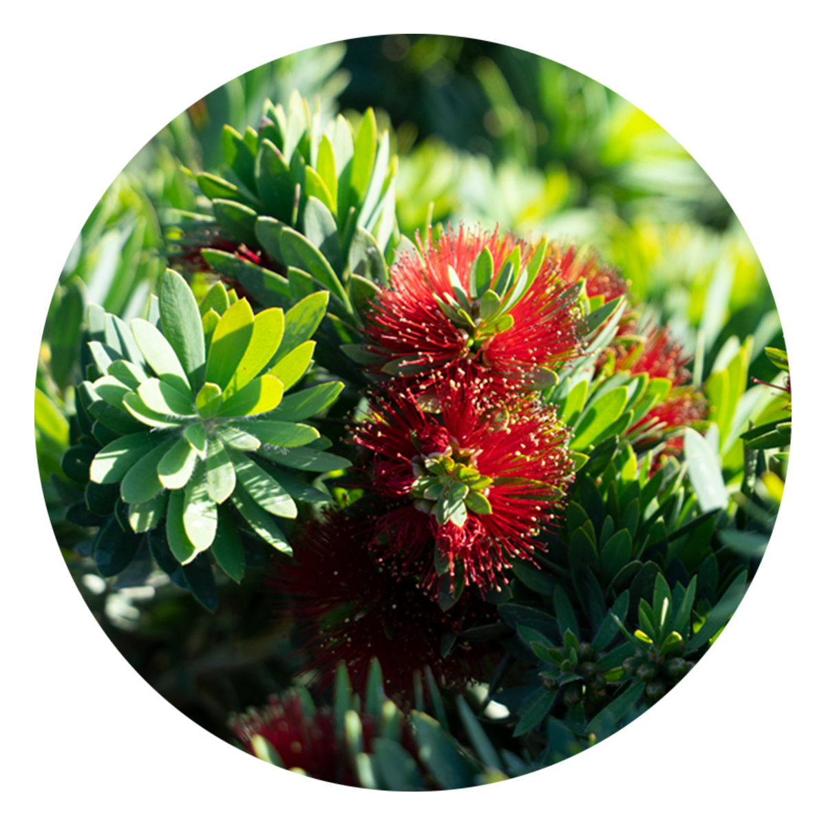 Bottlebrush 'Little John'